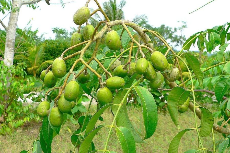 India fruit eten food Ambarella