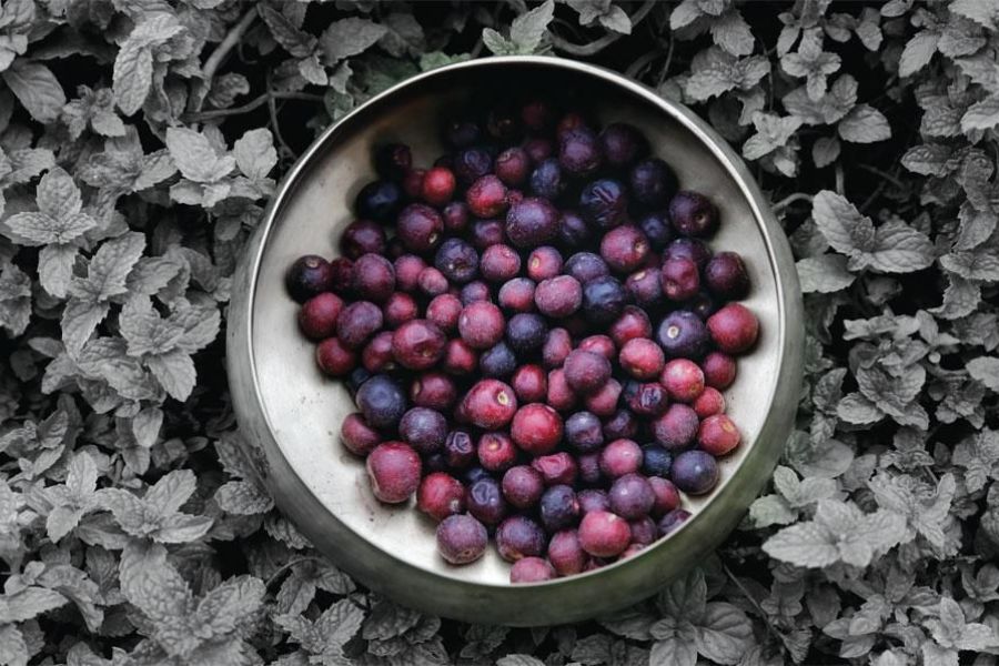 India fruit eten food Phalsa