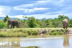 Blog artikel1 'Wildlife Friends Foundation: Er staat een olifant in je tuin!'