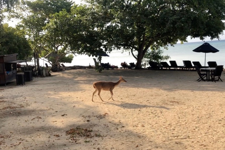 Menjangan Hert Pemuteran Bali Indonesia