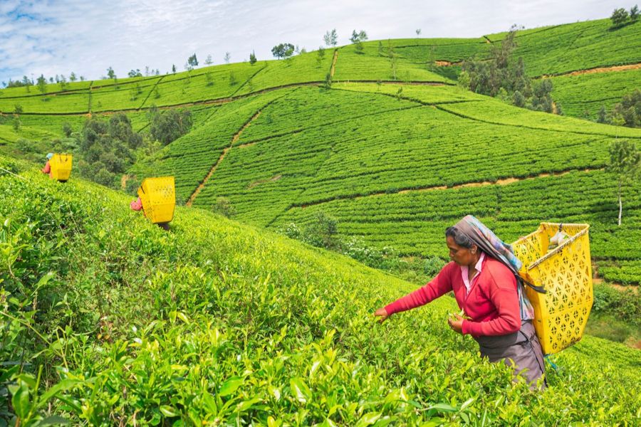 Dag 11: Kandy - Nuwara Eliya