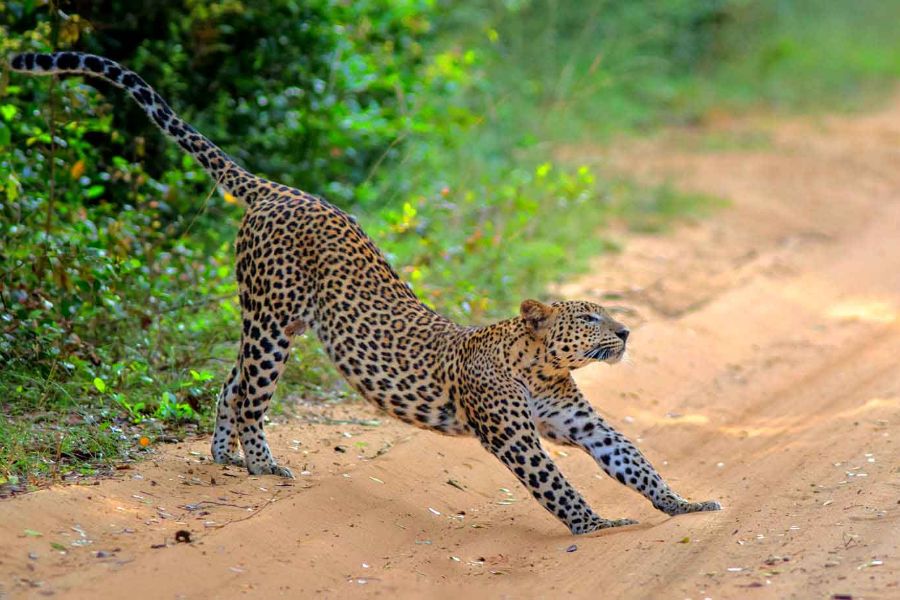 Dag 4: Colombo - Wilpattu National Park