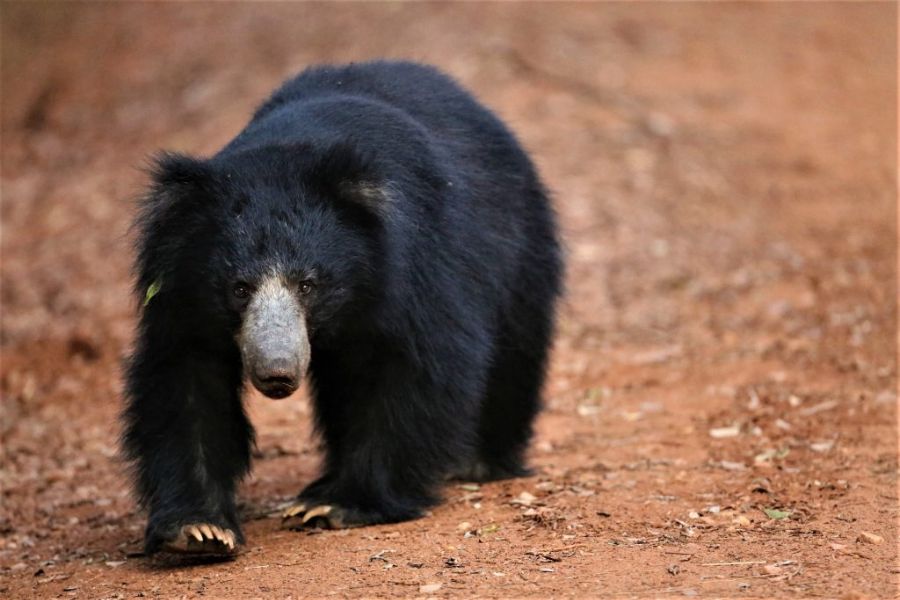 Wilpattu National Park