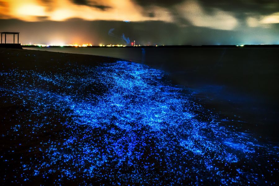 Malediven lichtgevend plankton
