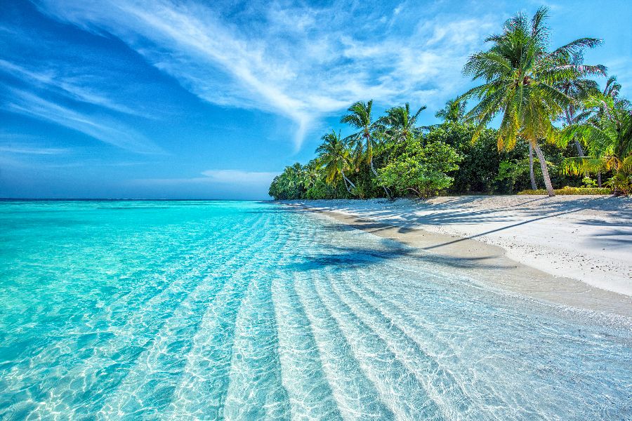 Malediven zee palmen