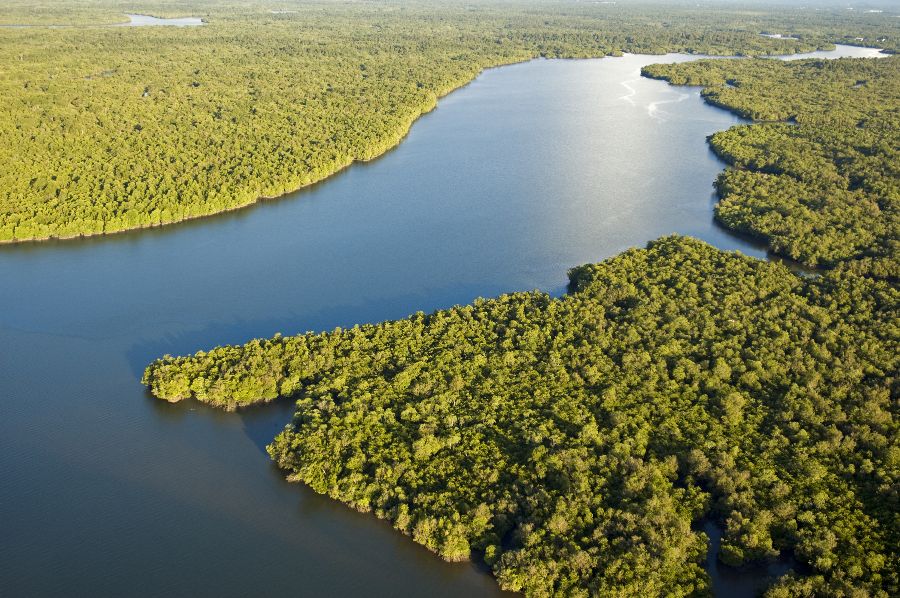 maleisie borneo sarawak river mangrove