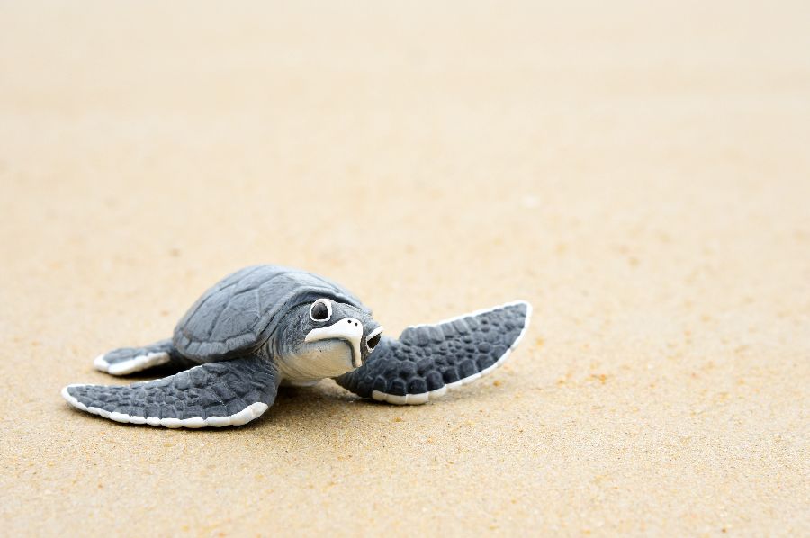 maleisie borneo sarawak satang zeeschildpadden