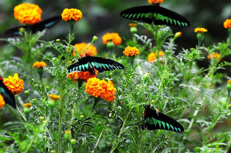 maleisie cameron highlands raja brooke vlinders