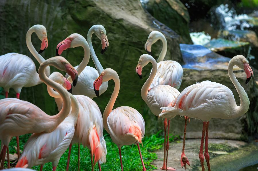 maleisie kuala lumpur birdpark flamingo