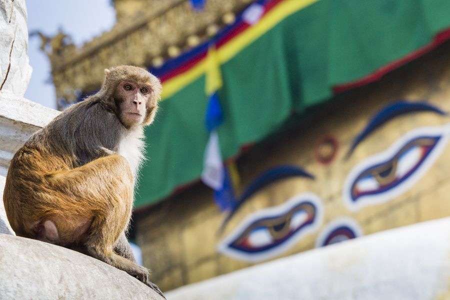 Nepal Kathmandu Swayambhunath Monkey temple