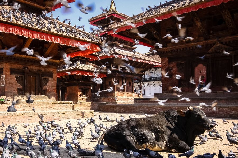 Nepal Kathmandu Durbar Square holy cow heilige koe