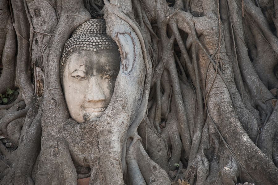 thailand ayutthaya wat phra mahathat boeddhahoofd