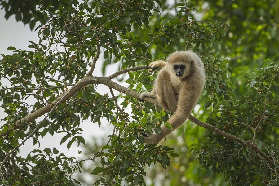 thailand khao yai national park gibbon