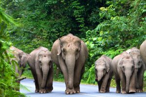 Reisvoorstel voor '19-daagse rondreis Hartverwarmend Thailand'