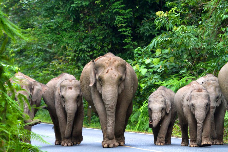 thailand khao yai national park olifanten