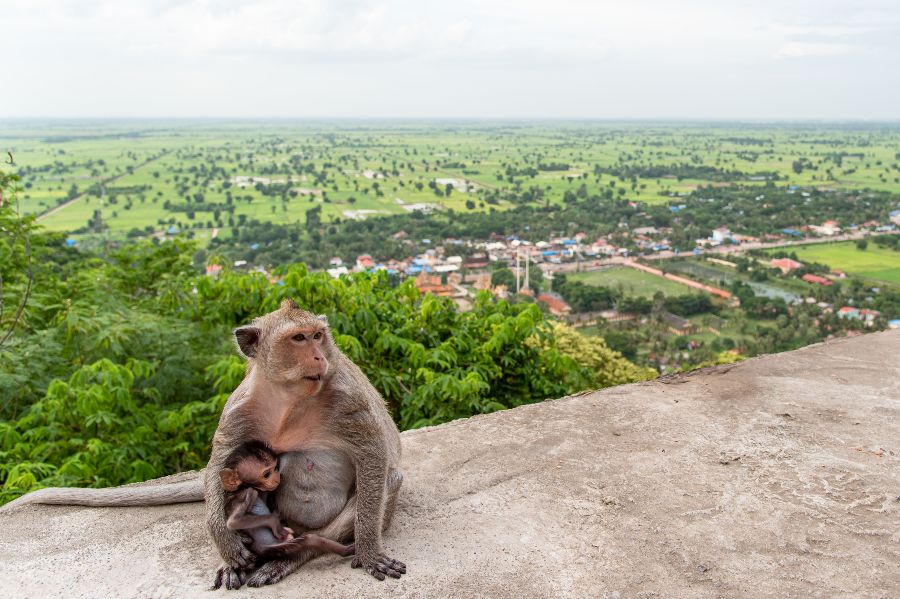 cambodja battambang phnom sampeau tempel aap