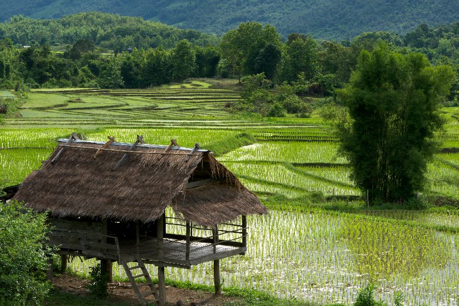 laos luang prabang rijstvelden