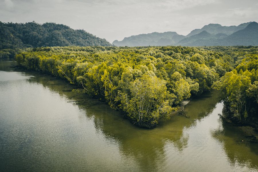 maleisie langkawi island mangrove rivier