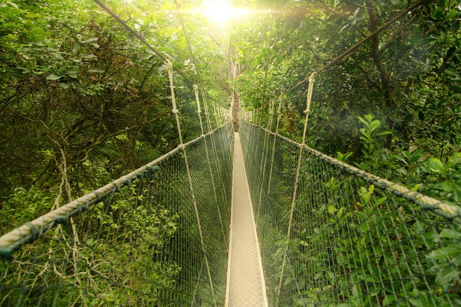 maleisie taman negara canopy walk