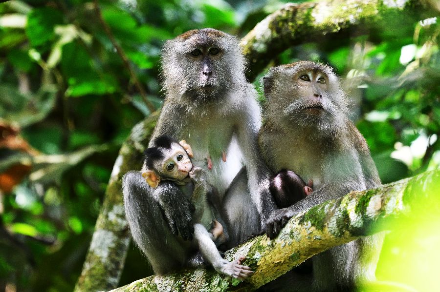 maleisie taman negara makaken apen