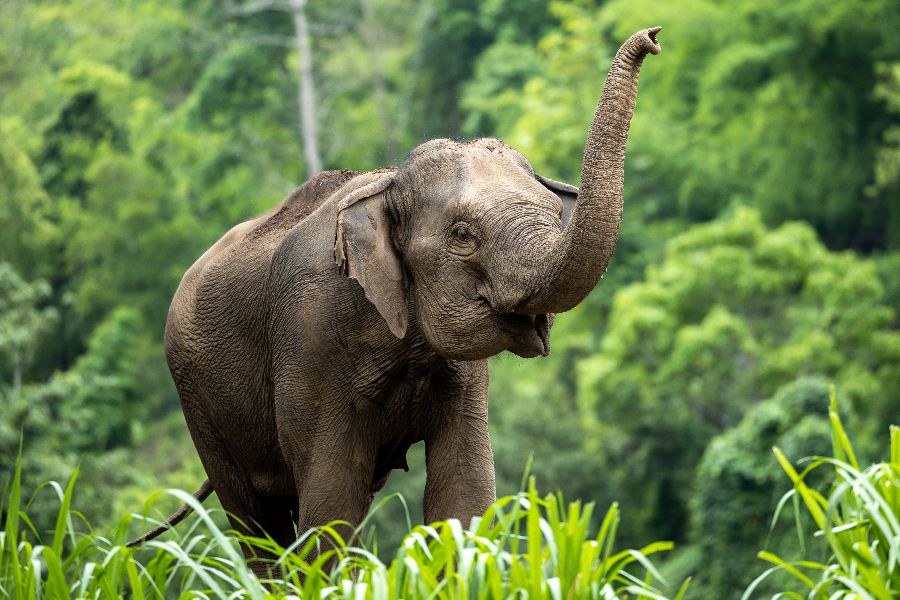 thailand chiang mai olifant 0