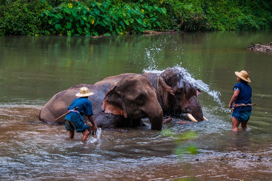 thailand chiang mai olifant bad