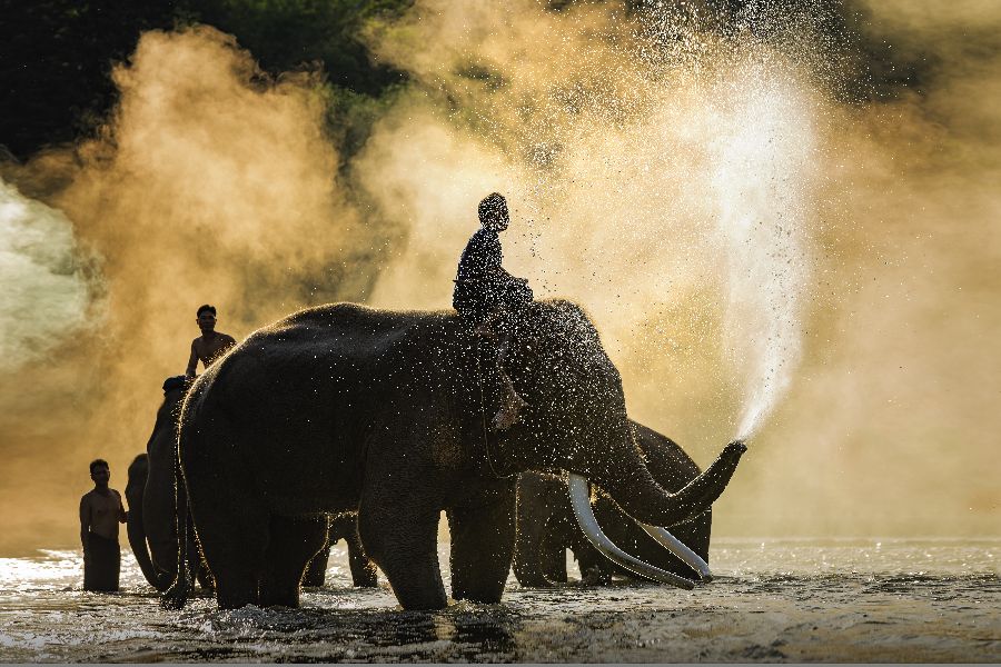 thailand chiang mai olifanten