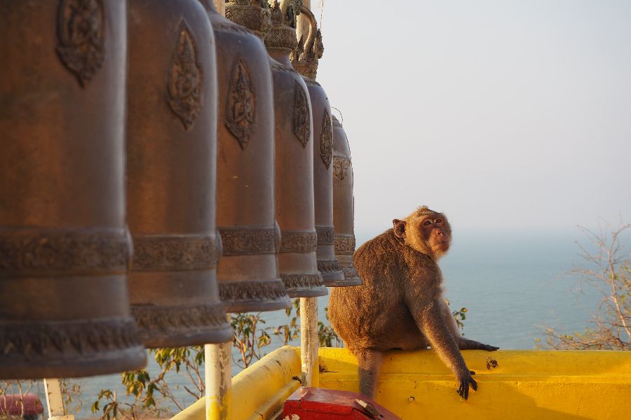 thailand hua hin tempel apen familiereis kinderen