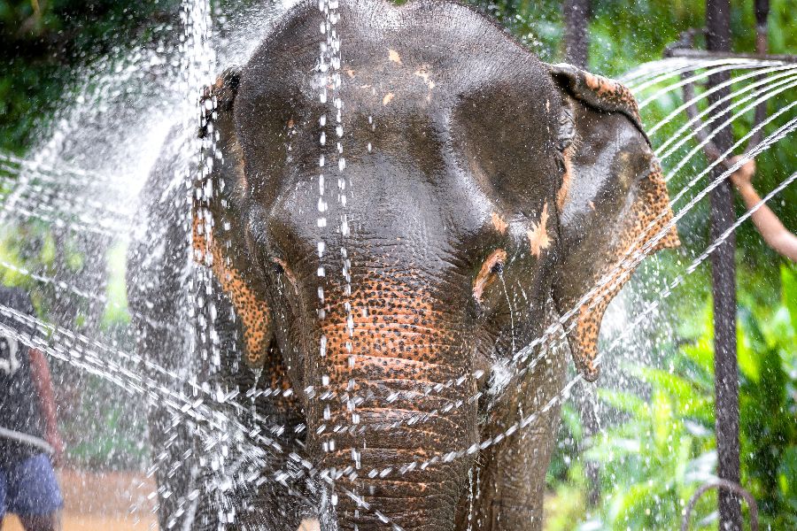 thailand kanchanaburi olifant bad