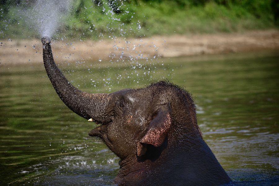 thailand kanchanaburi olifant bad