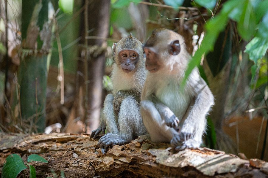 thailand khao sok national park apen