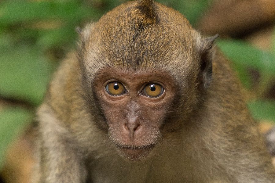 thailand khao sok national park makak aap