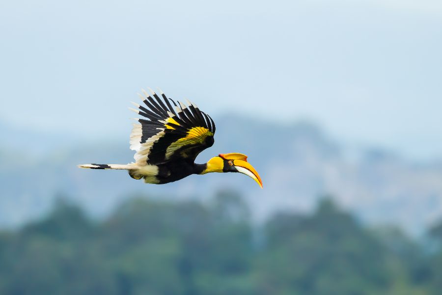 thailand khao yai neushoornvogel