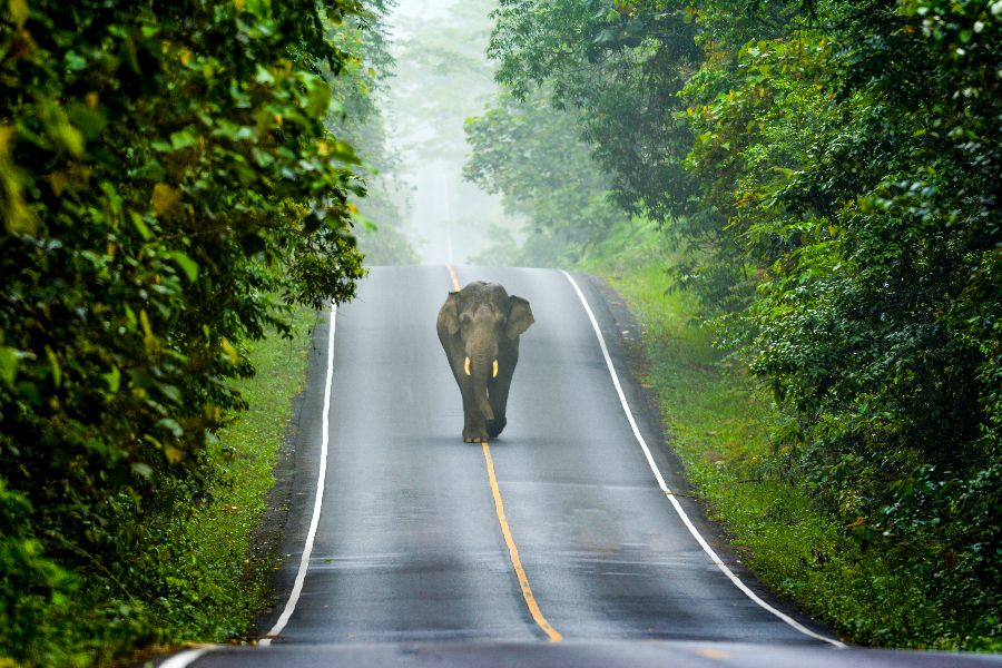 thailand khao yai olifant