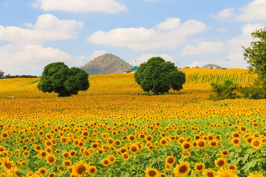 thailand khao yai zonnebloemen