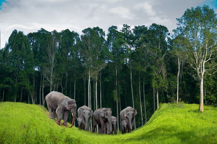 thailand koh chang olifanten
