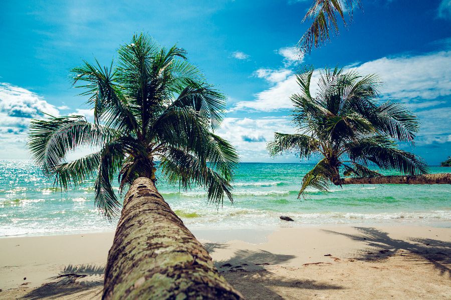 thailand koh kood palmbomen strand