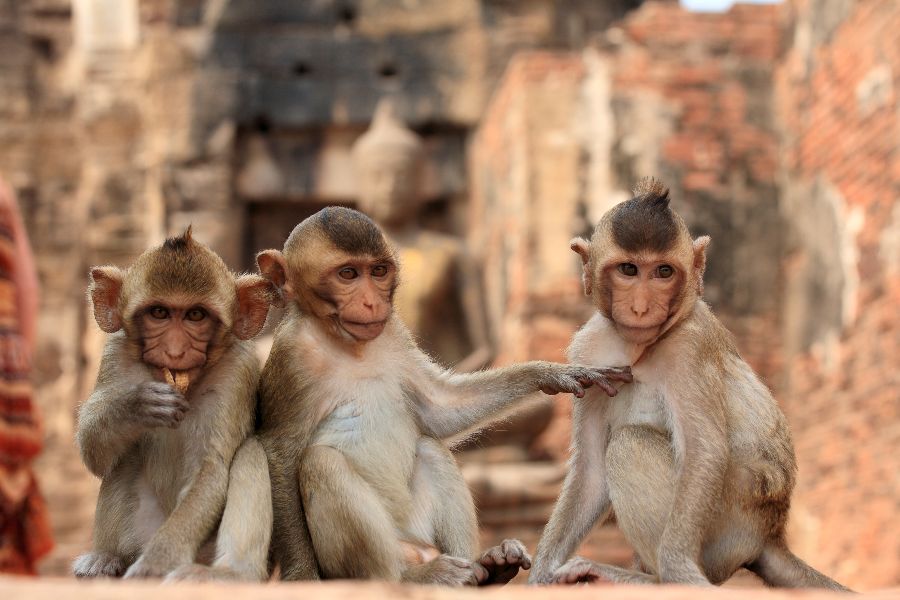 thailand lopburi apen tempel