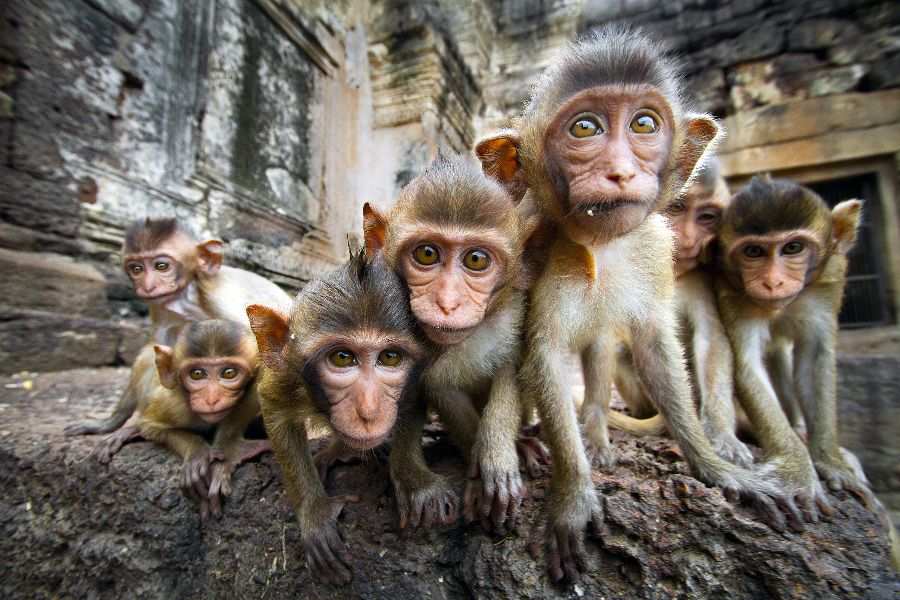 thailand lopburi baby apen tempel