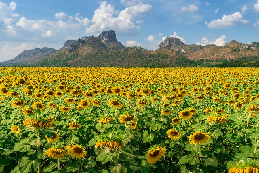 thailand lopburi zonnebloemen