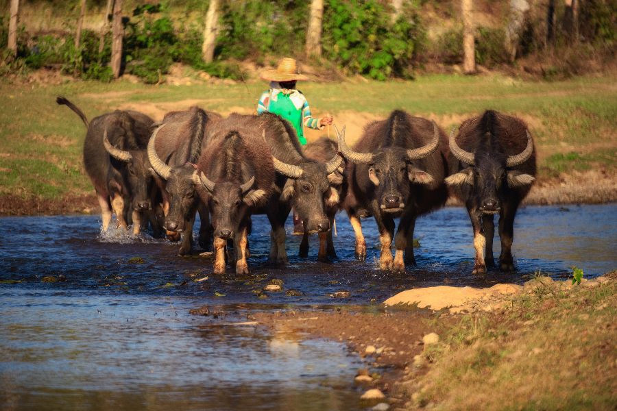 thailand noord thailand chiang mai chiang dao boer waterbuffels