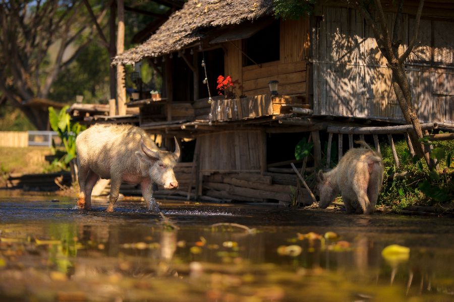 thailand noord thailand chiang mai chiang dao waterbuffels