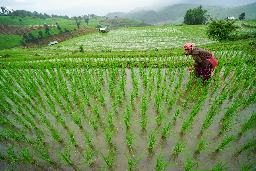 thailand noord thailand chiang mai pa pong piang rijstvelden