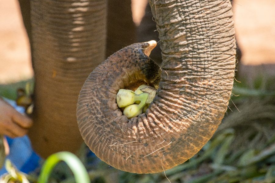 thailand olifant bananen