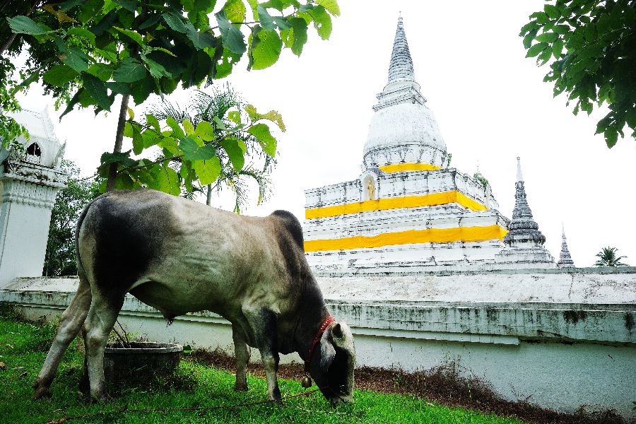 thailand uttaradit wat phra borom that thung yang koe tempel