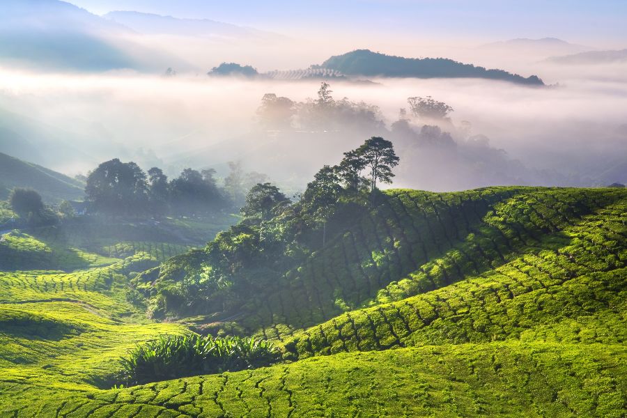 maleisie cameron highlands thee plantage