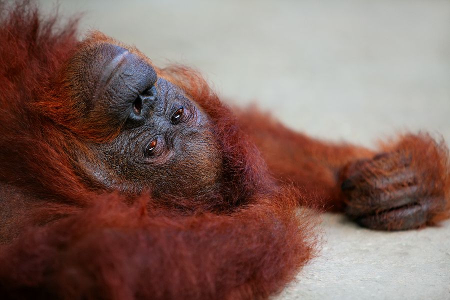 maleisie semenggoh nature reserve orang oetan