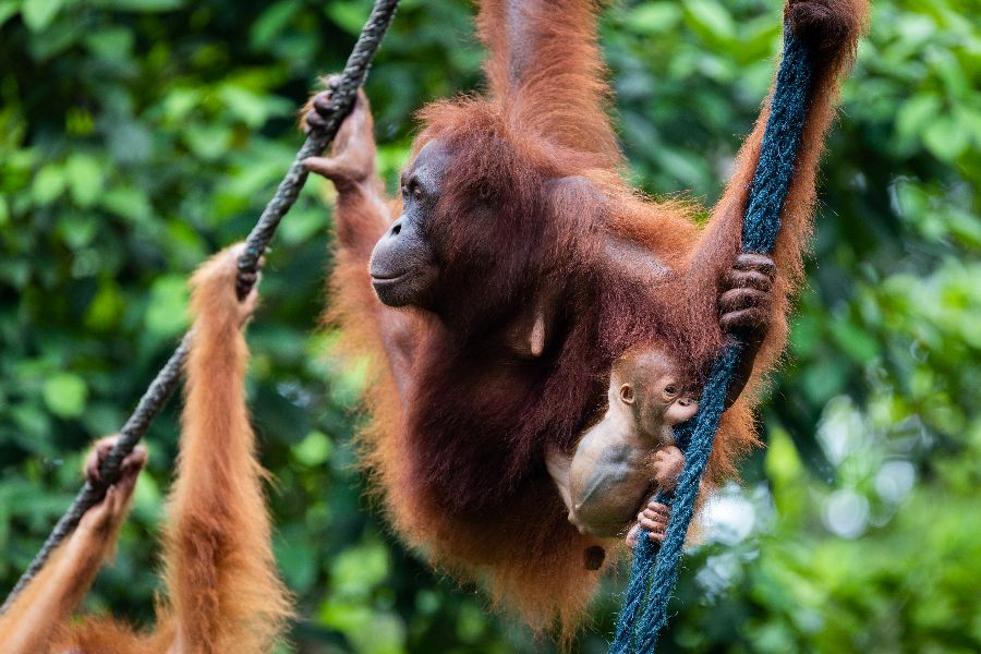 maleisie semenggoh nature reserve orang oetan