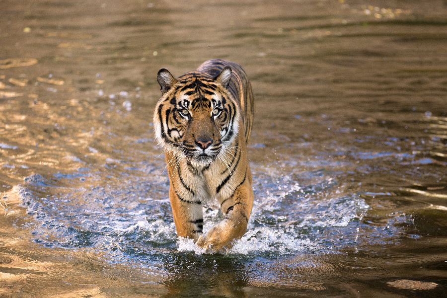 maleisie taman negara kenyir meer maleisische tijger