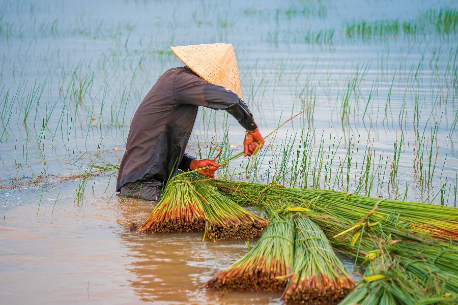 vietnam mekong delta boer bang grass 1